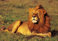 A proud male lion sniffs out its prey in Africa. Finding these beautiful animals is always rewarding