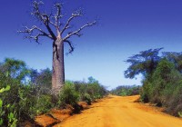 Baobab trees in Africa - often seen from the road on our Southern Africa Safaris