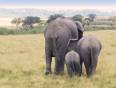 The rear view of three elephants in the Masai Mara
