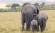 Elephants in the Masai Mara