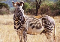 A Grevy's Zebra, native to Kenya and Ethiopia