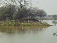 Keoladeo