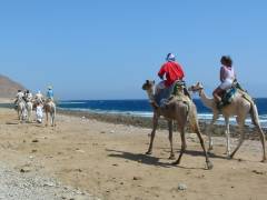 Camel riding along the beach in Dahab - Egypt's laid back Red Sea resort