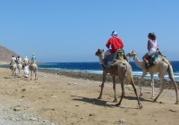 Camel riding along the beach in Dahab - Egypt's laid back Red Sea resort