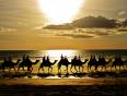 Camel riders at sunset in Dahab