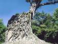 Pre Ankorian temple at Sambor Prei Kruk near Kompong Thom