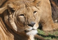 Lioness in Kruger National Park - a top spot on our South Africa tours.