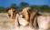 Lons in Kruger National Park