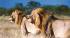 Lons in Kruger National Park