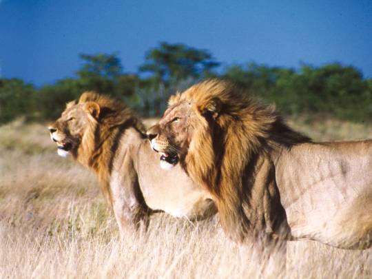 Kruger Wildlife Experience - 4 Days