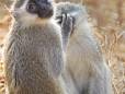 Monkeys in the Kruger