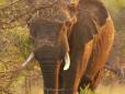 Elephant in the afternoon sun