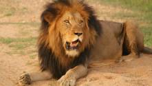 Lone lion relaxing in Kruger National Park