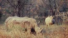 Rhino in the Umfolozi