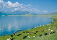 Goats next to a lake in Mongolia