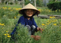 A woman farming at Tra Que Organic Farm near Hoi An