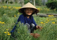 A friendly Vietnamese lady works in the fields.