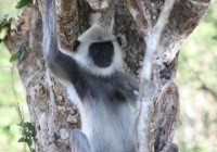 Grey Langur Monkey in Udawalawe National Park