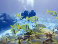 Divers in the Red Sea with tropical fish