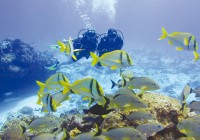 Divers in the Red Sea with tropical fish