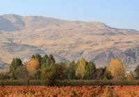 Ksara Vineyard in the Bekaa Valley, Lebanon