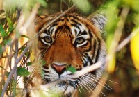 A tiger hides in the undergrowth at Ranthambhore National Park