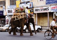 A man rides his elephant down an Indian street