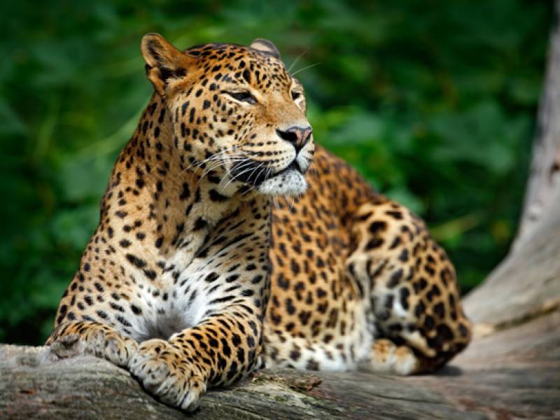 Reasons Why Americans Should Explore the Enchanting Beauty of Sri Lanka - Unique Wildlife