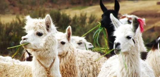 Peruvian lamas eating grass
