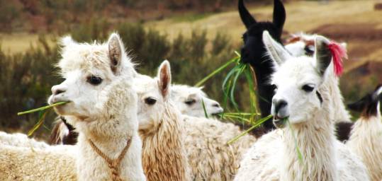 Llamas are seen all over Peru on our South America Tours.