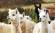 Llamas are seen all over Peru on our South America Tours.