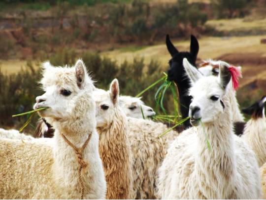 Lima Llama Land - 21 Days