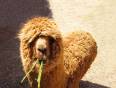 A very shaggy Lima chewing on some grass