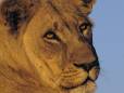 Lioness in Chobe National Park