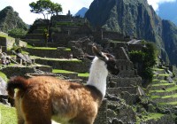 A lama at the Machu Picchu ruins at the end of the Inca trail  in Peru