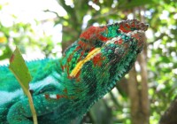 A Madagascan Chameleon. As colourful as his tropical surroundings