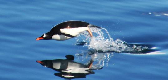 A penguin gliding through the water in Antarctica