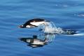 A penguin gliding through the water in Antarctica