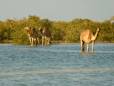Marsa Alam camels