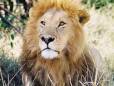 Lion in the Masai Mara