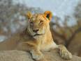 A lioness resting in a tree in the Masai Mara