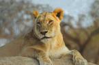 A lioness in the Masai Mara