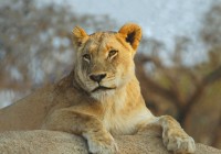 A lioness in the Masai Mara