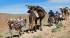 Moroccan Berbers with their animals, making the bi-annual migration in the Atlas Mountains