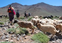 An on the go group trekking in Morocco with Berbers and their cattle