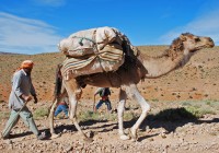 A Moroccan Berber and his camel on their bi-annual migration