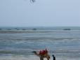 Local transport on the beach
