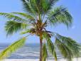 Palm tree on one of Mombasa's sandy beaches