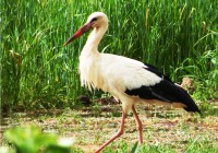Black and white Moroccan stork in the reeds