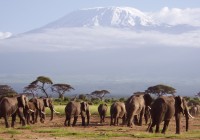 Elephants by Mount Kilimanjaro
